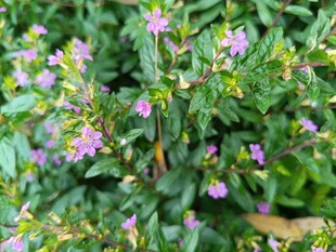 绿叶间的紫色小花绽放