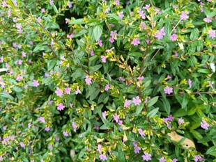 繁茂花丛中的缤纷小花