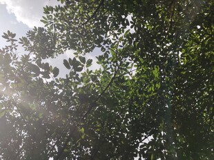 阳光透过树叶的绿意景象