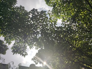 阳光穿透林间树叶美景