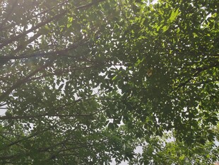 仰视茂密繁茂的绿树树冠