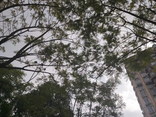 仰视树冠与高楼