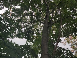 高大繁茂的绿树