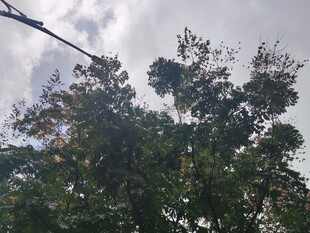 仰视茂密树冠与天空