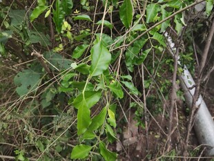 绿叶繁茂的植物景象