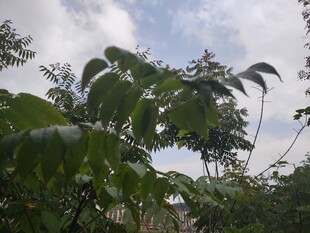 繁茂绿叶间的清新树木