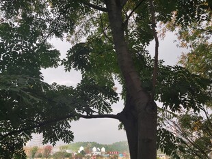 高大树木与远处景致