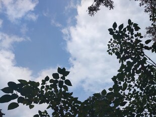 蓝天绿树间的清新景致