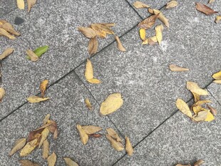 地面散落的枯黄落叶