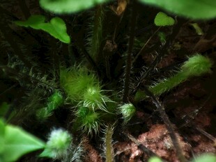 草丛中的带刺绿色植物