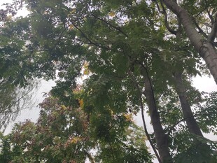 仰视茂密树林树冠