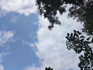 仰望蓝天绿树间的云朵