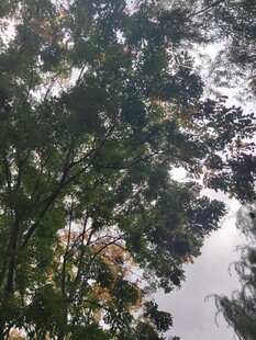 仰视茂密树冠