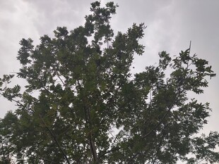 枝叶繁茂的树顶