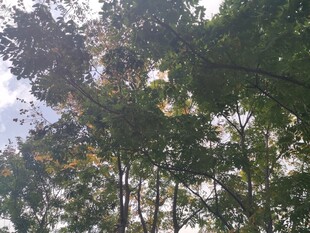 仰视茂密树林树冠