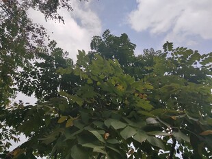 仰视繁茂绿树与蓝天白云