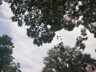 仰视树冠下的天空景象