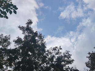 蓝天白云下的繁茂树木