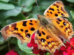 橙斑蝴蝶停驻鲜艳花朵