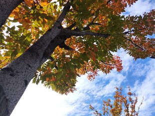 秋日仰拍斑斓树冠美景