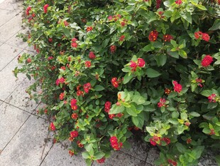 绿叶间绽放的艳红花朵