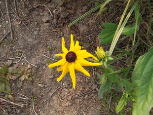 黄色黑心菊绽放于草地