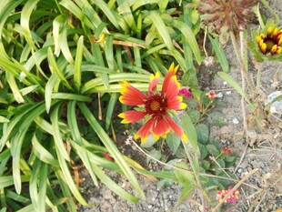 艳丽多彩的庭园花卉