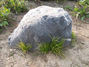 野外大石旁的嫩绿小草