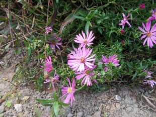 粉色野花绽放于草丛间