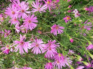 粉色小花绽放于绿叶间