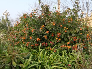 繁花绿植装点的户外景致