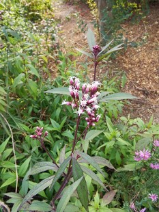 野外绽放的多彩花卉