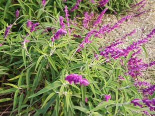 紫色鼠尾草绽放的美丽