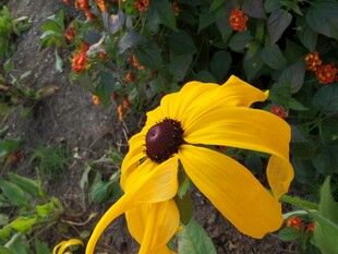 黄色黑心菊特写