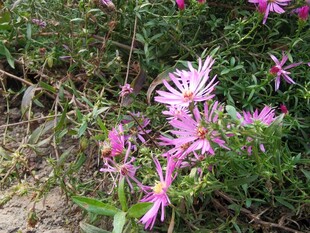 野外绽放的美丽粉色小花