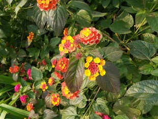 多彩花卉绽放绿叶间