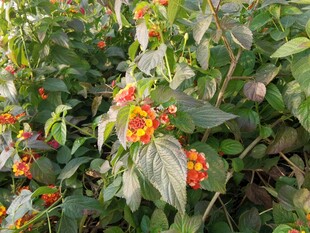 绿叶间的多彩浆果