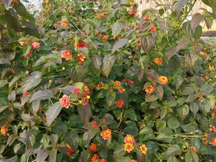 多彩花卉绽放绿叶间