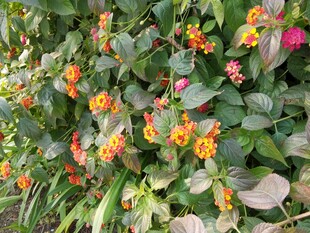 多彩花卉绿植繁茂景象