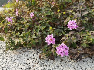 粉色小花绽放于碎石旁