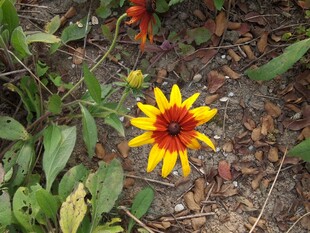 艳丽双色菊绽放于草地