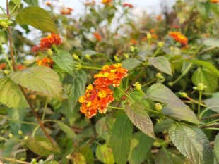 鲜艳橙花绽放绿叶间