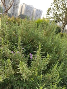 野外繁茂绿植景观