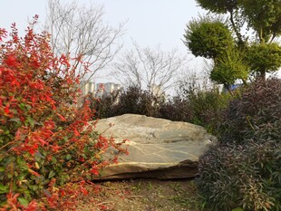 园林景致中的巨石与花卉