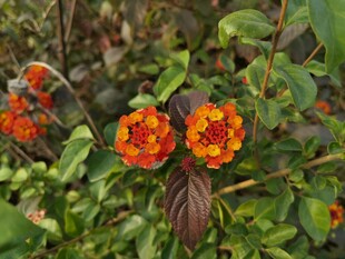 鲜艳橘红花绽放绿叶间