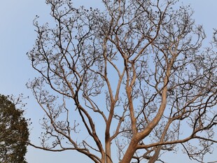 光秃树木的萧瑟景象