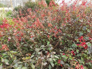 鲜艳红灌木绽放生机