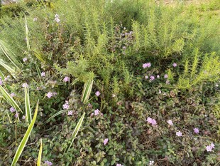 草地中的紫色小花与绿植