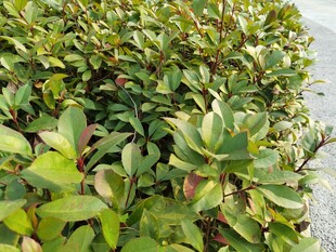 绿叶繁茂的灌木丛