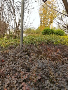 秋日园林植物景观